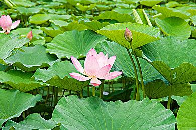 Y3编辑器支持游戏多平台开发上架！《无尽塔防：活下去》惊艳亮相Steam